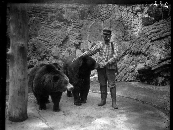 Um dos guardas do zoológico alimentando dois ursos negros no Zoológico do Lincoln Park em 1990