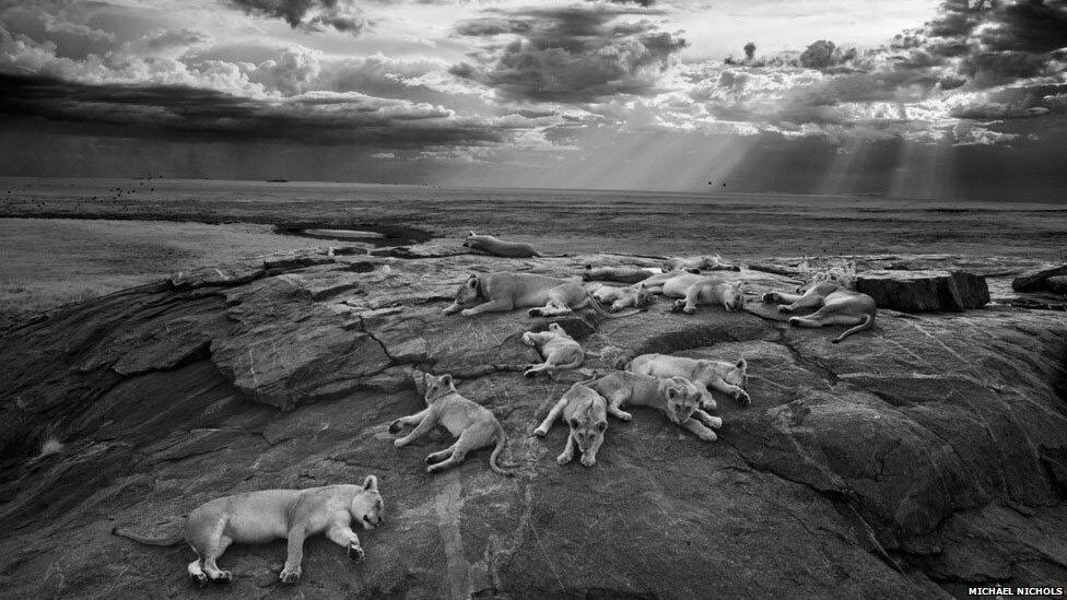 A foto do americano Michael Nichols, mostrando
um grupo de leoas descansando em um rochedo no Parque Nacional do Serengeti, na
Tanzânia, foi a vencedora geral e na categoria preto e branco do prêmio
Wildlife Photographer of the Year, em sua edição de 2014

BBC Brasil - Todos os direitos reservados - É proibido todo tipo de reprodução sem autorização por escrito da BBC
