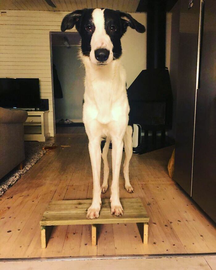 A adoção aconteceu um mês depois, quando Gatsby completou a idade exigida para isso. Desde o começo, a tutora compartilha na web todas as aventuras que vive ao lado de seu companheiro de quatro patas. "Decidi desde cedo registrar nossa vida juntos por meio de vídeos no YouTube, postagens no Instagram e recentemente aderi ao TikTok", conta