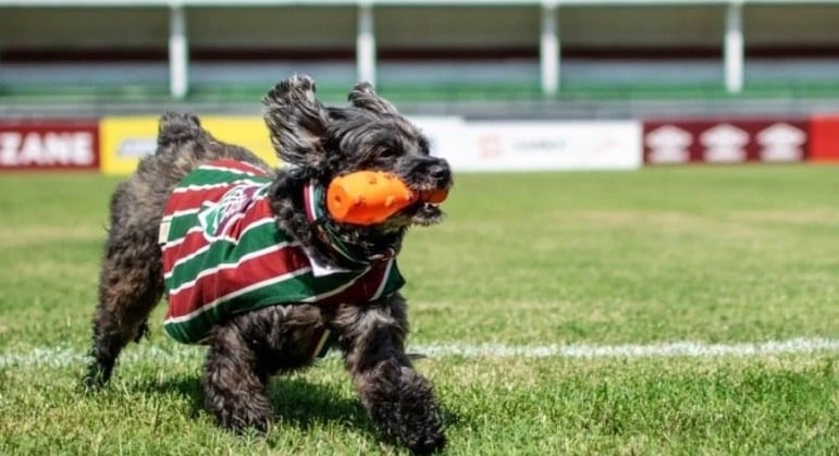 Fluzão do coração, Pretinha Abrahão chegou conquistando fãs pelo mundo da bola. Ela é uma poodle, mas pode ser também uma shitzu, segundo o tutor Abrahão Moraes. A cachorrinha, de 5 anos, moradora de São Gonçalo, região metropolitana do Rio, espalha carisma, simpatia e paixão quando o assunto é torcer. Vídeos que circulam nas redes sociais mostram a euforia contagiante da cachorrinha após o time favorito movimentar as redes nos campos. De jogador a técnico, Pretinha é seguida por grandes nomes do futebol tricolor, como Fred, o eterno camisa 9; e Marcelo, uma das mais recentes contratações do time. A poodle conta com mais de 100 mil seguidores nas redes sociais