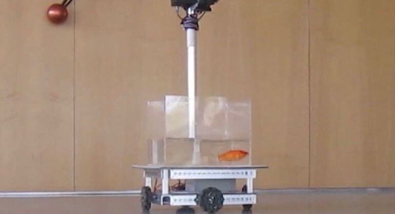 Peixe-dourado dirige veículo em estudo da Universidade de Ben Gurion
