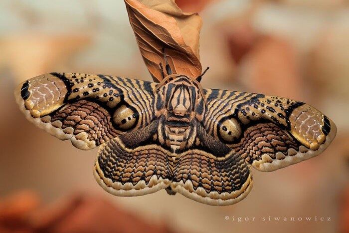 Espécie: Brahmin Moth
