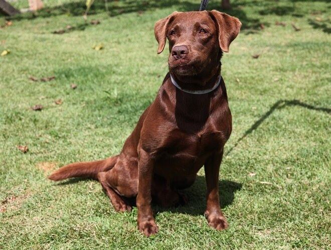 Depois de cumprir nove anos de trabalho, Léo deve ser adotado