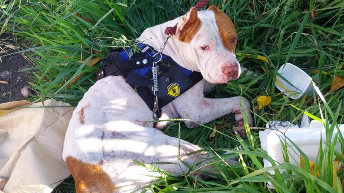 O caso de maus tratos ocorreu em Uberlândia, no Triângulo Mineiro; câmeras de monitoramento flagraram a ação