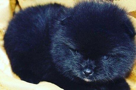 Fly era da raça Lulu da Pomerania