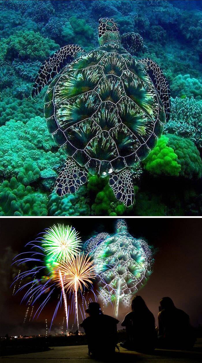 O Hora 7 deseja um feliz 2018 em formato de tartaruga para todos!