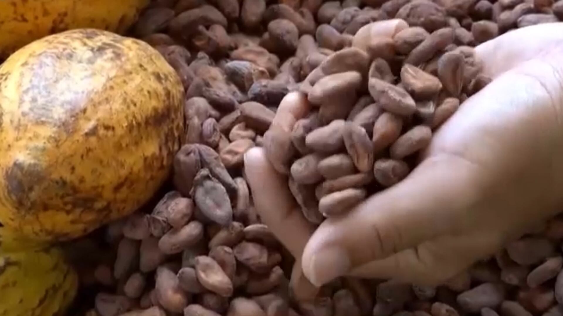 Uma mão segurando vários grãos de cacau secos, com mais grãos espalhados ao redor e um fruto de cacau amarelado parcialmente visível no canto