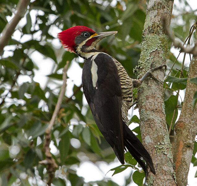 Passar horas observando aves livres na natureza é um hobby que tem se tornado conhecido e atraído cada vez mais adeptos de diversas formações acadêmicas. No Distrito Federal, o grupo Observaves (Observadores de Aves do Planalto Central) reúne cerca de 150 “passarinheiros” (maneira como se denominam) interessados na experiência.
O Pica-pau-de-banda-branca é um dos pássaros observados em Brasília

Veja reportagem completa
