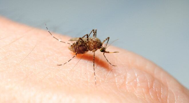 Aedes aegypti é o mosquito transmissor da dengue