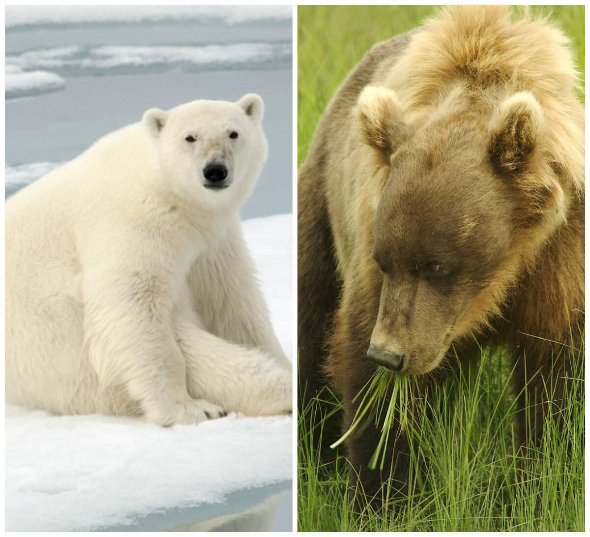 De acordo com cientistas, a espécie é um híbrido, fruto de um cruzamento entre um urso polar e um urso pardo — algo que está ocorrendo com grande frequência devido ao aquecimento global 
