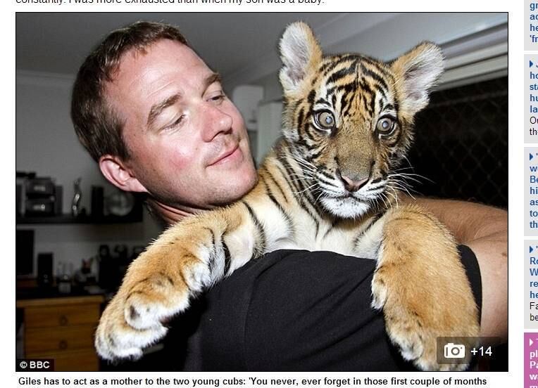 Giles Clark é apaixonado por felinos selvagens desde a adolescência
