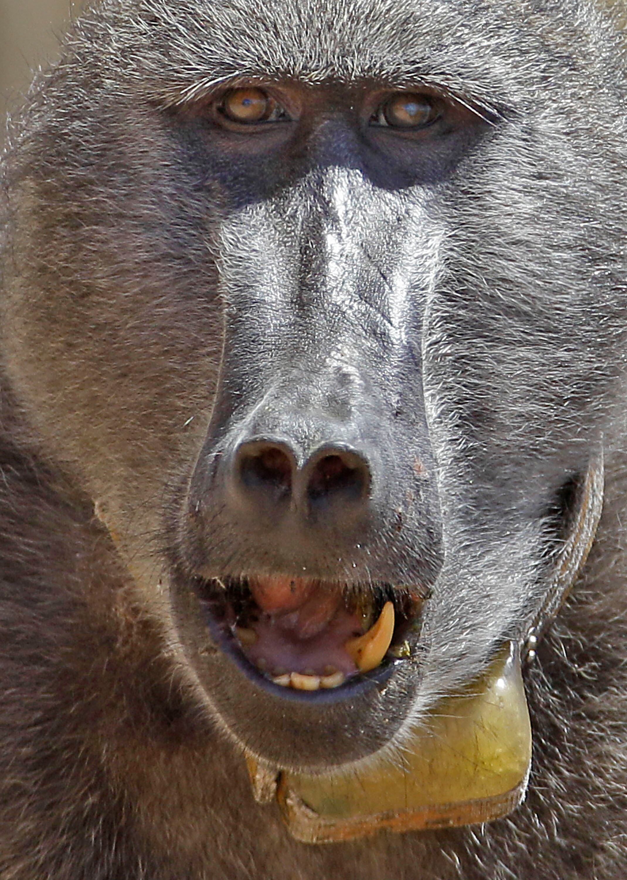 O zoológico já conseguiu encontrar novo lar para 29 dos símios