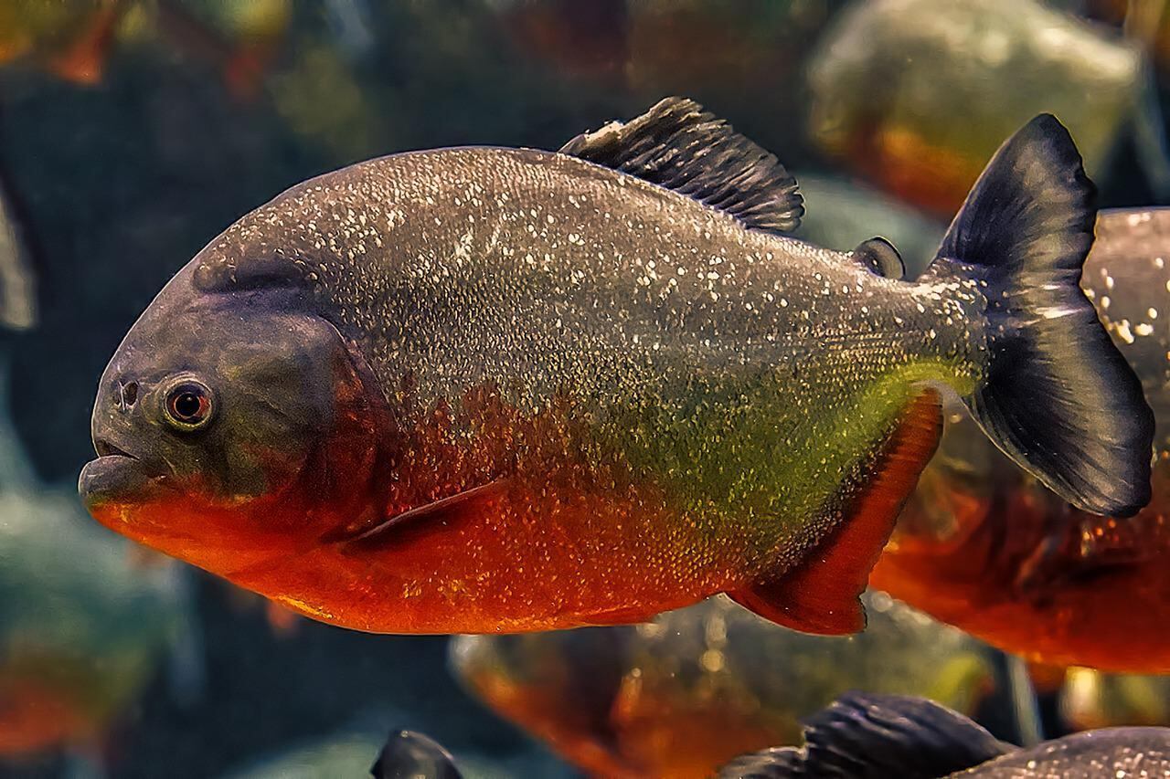 Piranhas - Peixes carnívoros que medem de 14 a 26cm - podendo, em alguns casos, chegar à faixa de 40 cm - com dentes afiados em ambos os maxilares.