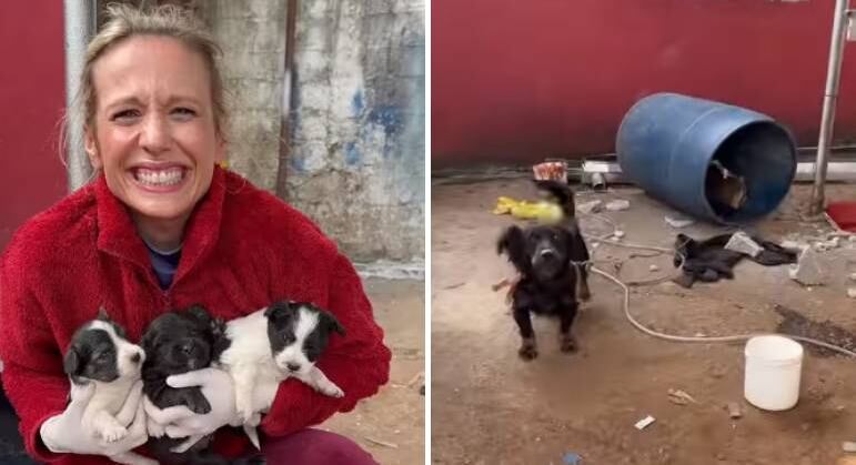 Luisa Mell conseguiu resgatar a família canina que vivia em péssimas condições