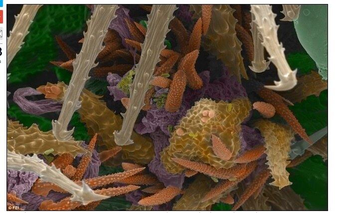 ciência micro, tecnologia, microscópico, fotografias, plantas, cigarros