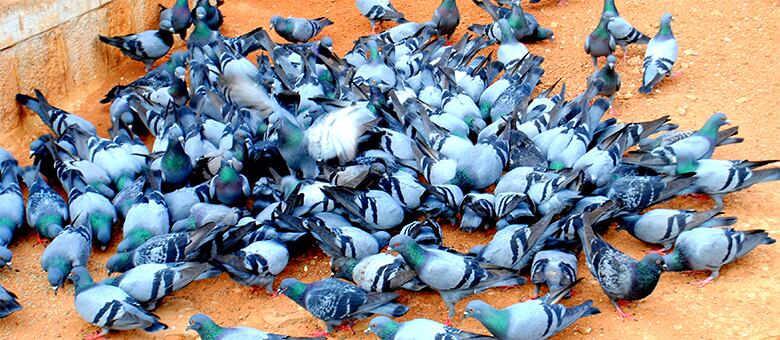 Alimentar pombos dá multa de R$ 200 ou R$ 400 se houver reincidência