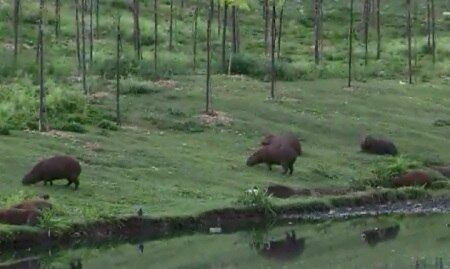 Os animais devem ser retirados até o fim de ano