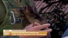 Polícia Ambiental resgata filhotes de lobo-guará em Embu-Guaçu