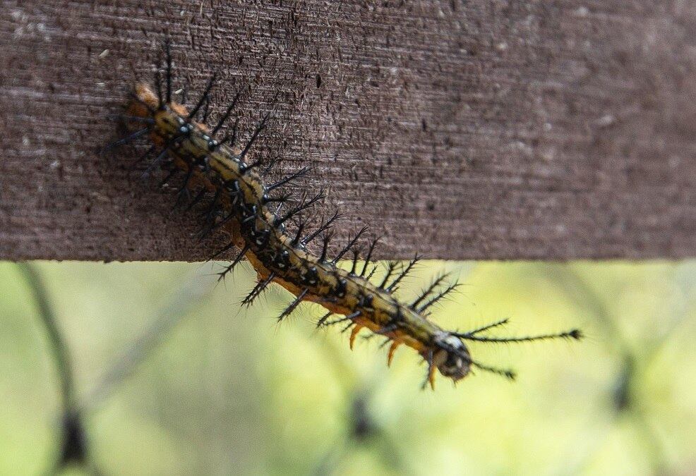 Aminais podem ser vistos durante todo o passeio. "Faz mais de doze anos que estamos nessa caminhada e, agora, poder retribuir e dar algo tão precioso como o parque é incrível", diz o presidente da fundação, Roberto Yoshihiro Nishio, reconhece que a abertura do parque é uma vitória
