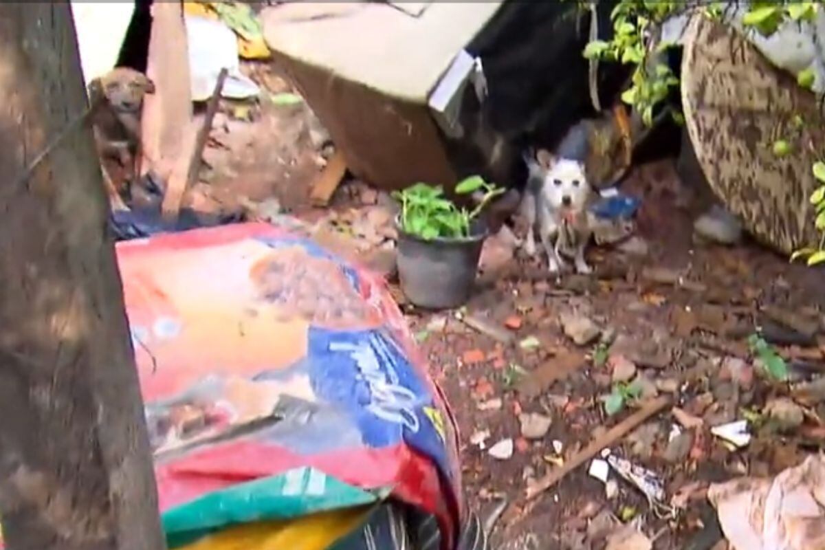 Além do quintal repleto de lixo, ao menos 15 animais, entre gatos e cachorros, ficam acorrentados, sem água e sem comida. Os vizinhos contam que dona Leontina imagina estar ajudando os animais ao tirá-los das ruas, mas afirmam que ela não tem condições de cuidar bem deles naquele local

