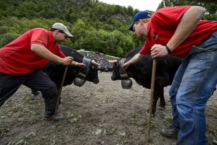 Em Aproz, na Suíça, duas
vacas são preparadas para combate durante o evento anual “Batalha das Rainhas”,
a final de luta de vacas na cidade