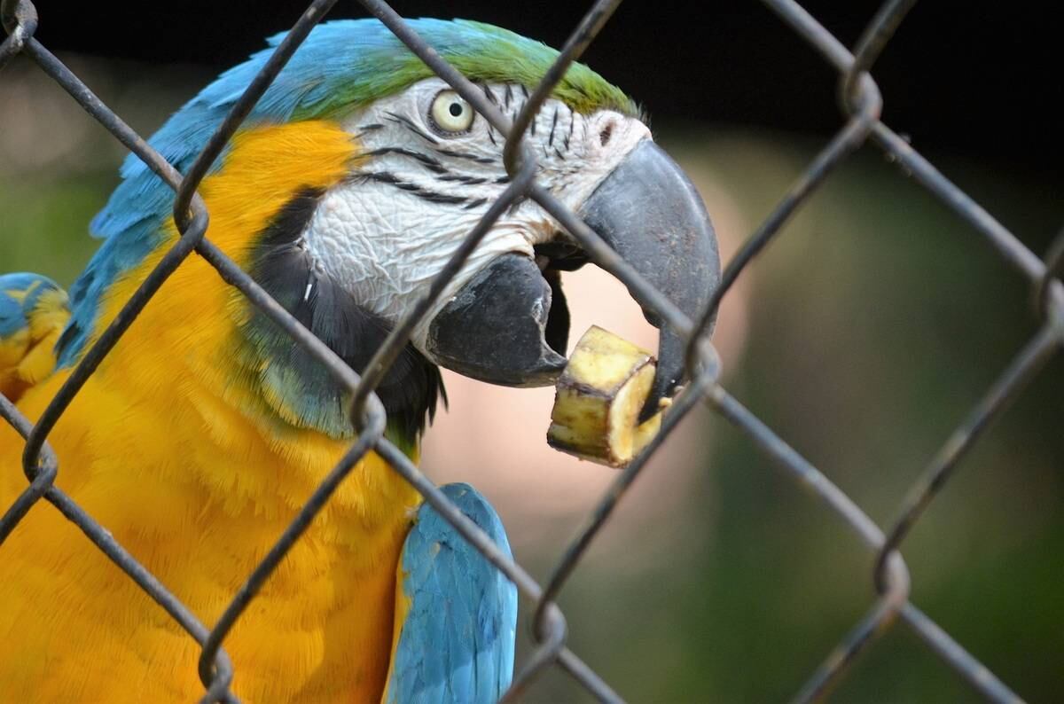 O zoológico funciona de terça a domingo, de 9h às 17h