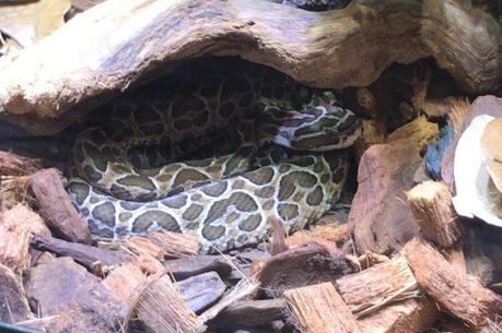 Cobra estava em residência de suspeito em SP