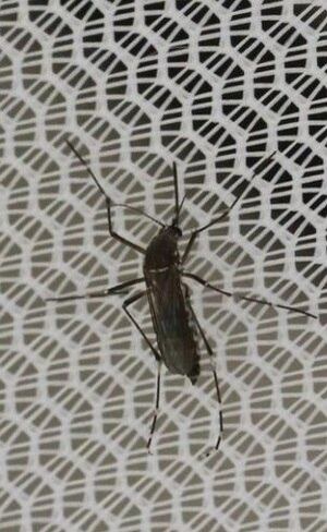 Mulher infectada é o primeiro caso confirmado de transmissão autóctone do país