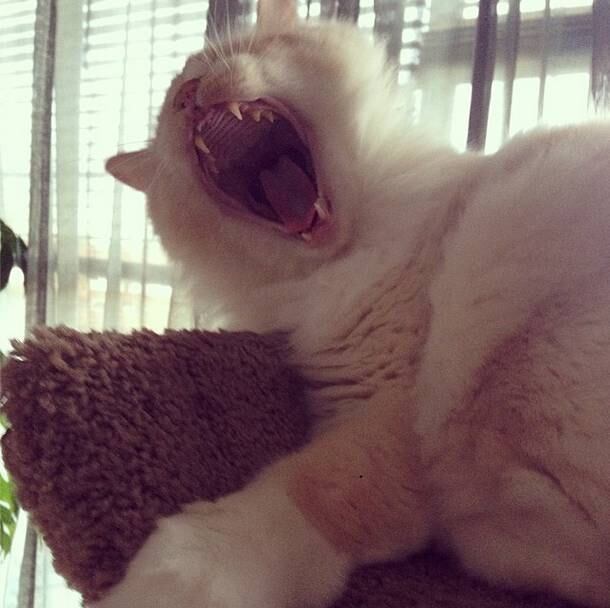 A conta no Instagram do ZombieCat, que nasceu da mistura das
raças Manx e Siamês, já soma 2.082 seguidores 