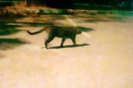 Animal apareceu na área externa do ministério