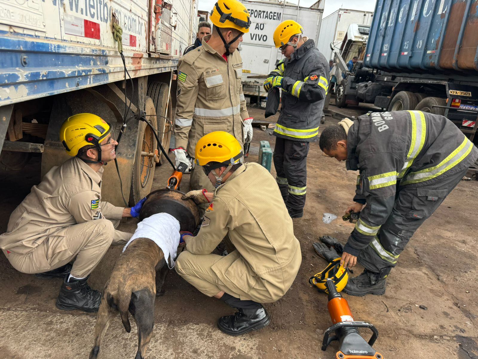 Cadela foi salva pelos bombeiros após prender cabeça em roda de caminhão