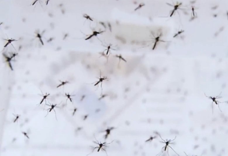 Segundo estudos da OMS (Organização Mundial de Saúde), mais da metade da população mundial corre riscos de pegar essas doenças