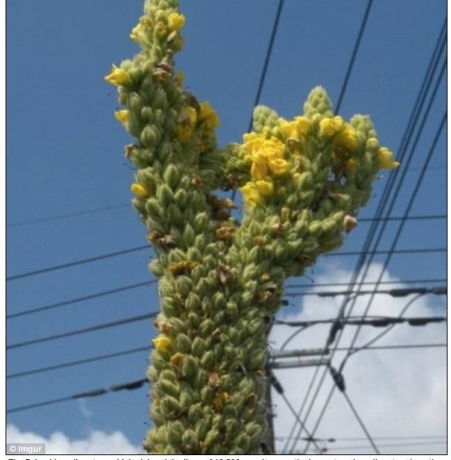 Os investigadores acreditam que os depósitos de césio localizados no fundo do mar continuam a contaminar a água da região, e têm potencial para ameaçar a vida marinha local por décadas