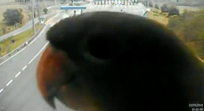 Uma das maritacas que passou pelo local da câmera
