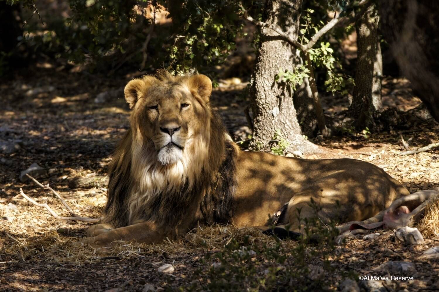 Simba Jr. mostrou uma preferência por Nina, mas Asal não se preocupa com isso, pois gosta de passar mais tempo sozinha
