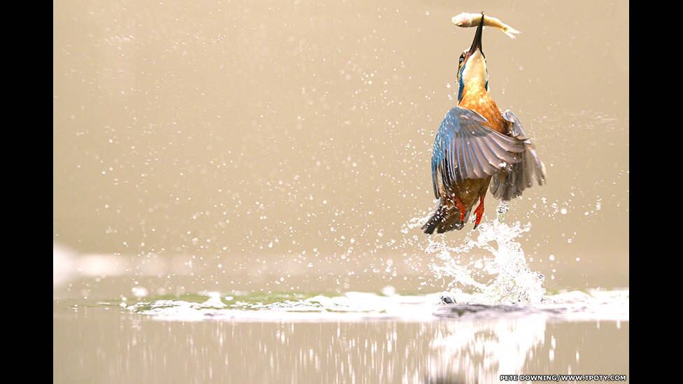Na categoria 'Histórias Selvagens', o prêmio para 'Imagem Individual' foi para Peter Downing, por esta foto de um martim pescador
