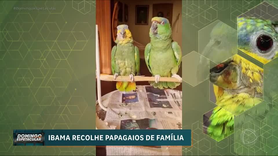 Papagaios de estimação são tirados de família após denúncia anônima