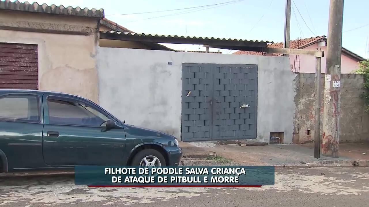 Já a residência dos donos da pit bull está fechada. Existe a desconfiança de que o animal esteja preso lá dentro

> Veja toda a programação da Record no R7 Play
