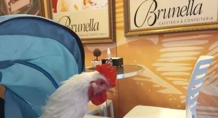 Fênix tem costume de visitar lugares que aceitam animais