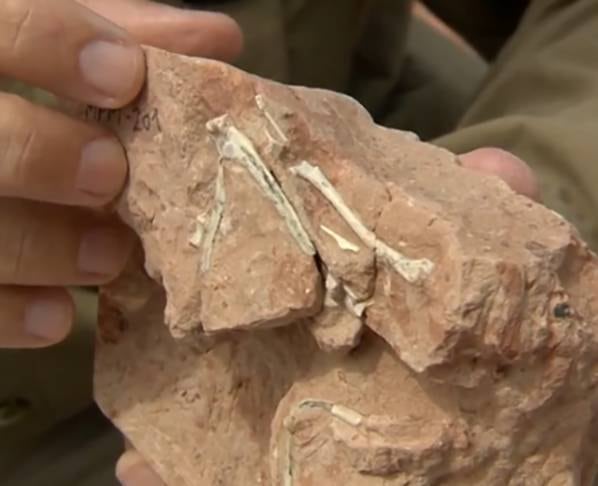 Segundo o paleontólogo William Nava, o sítio de Presidente Prudente tem uma riqueza tão grande de material de pesquisa que é considerado a maior jazida de fósseis de aves da época do dinossauro no Brasil.