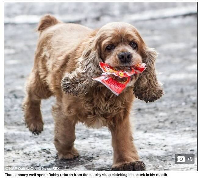 

Suas
comidas favoritas são salsicha ou asa de frango

