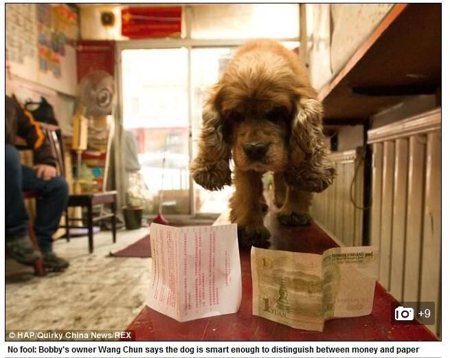 

Mas não
pense em enganar Bobby. Ele sabe muito bem diferenciar uma nota de dinheiro de um
pedaço de papel comum

