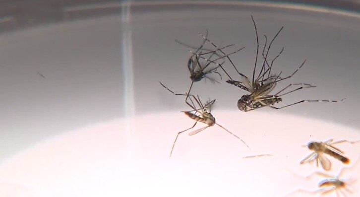 Número de mortes pode ser maior: 135 ainda estão sob investigação