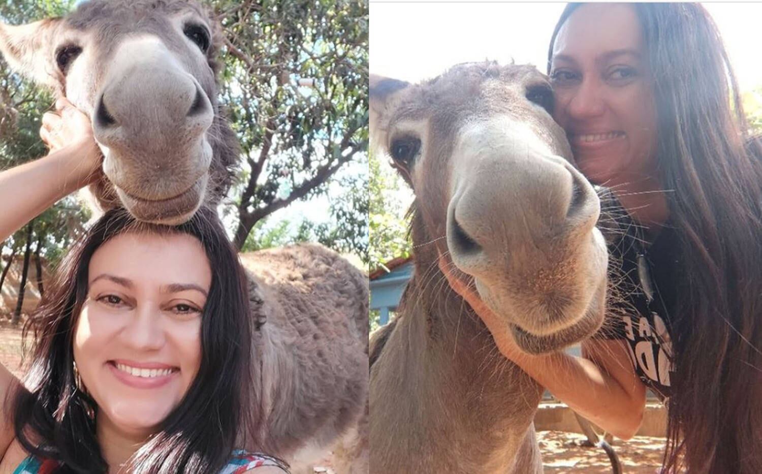 Sorridente e dengoso, o jumento Django faz sucesso nas redes de Jacqueline Golvea