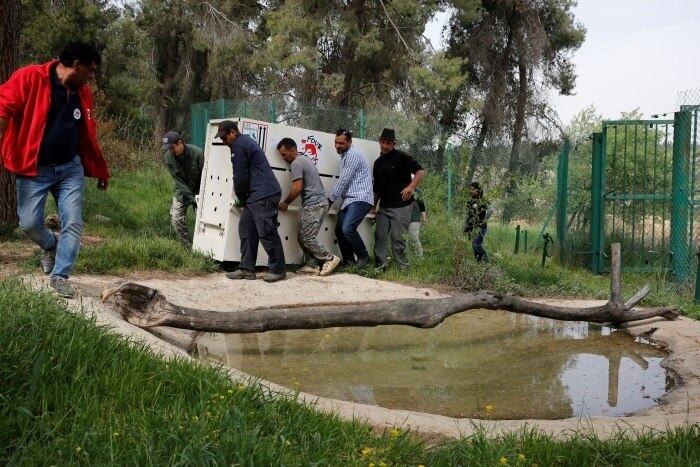 Lola e Simba foram resgatados por uma ONG chamada Four Paws (Quatro Patas, em português). Levaram doze dias viajando até chegarem à Jordânia
