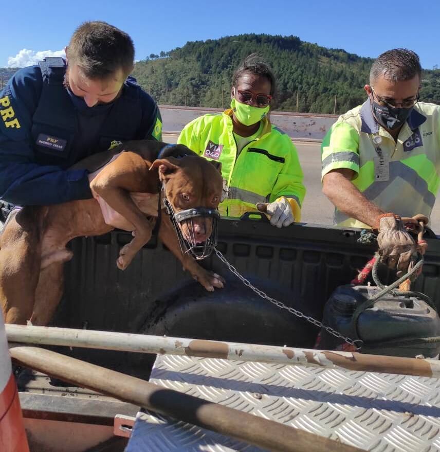 Após o resgate, o cachorro recebeu água e alimento às margens da rodovia e, na sequência, foi levado para o hospital veterinário de uma faculdade particular da capital