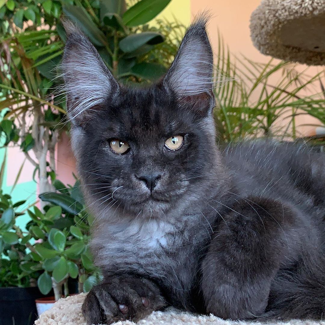 Todos os gatinhos sob seus cuidados têm um rosto reconhecível e olhos penetrantes