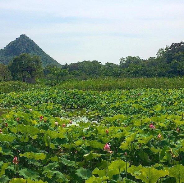 Toda a cidade também vai ser conectada por uma extensa rede ferroviária e carros elétricos