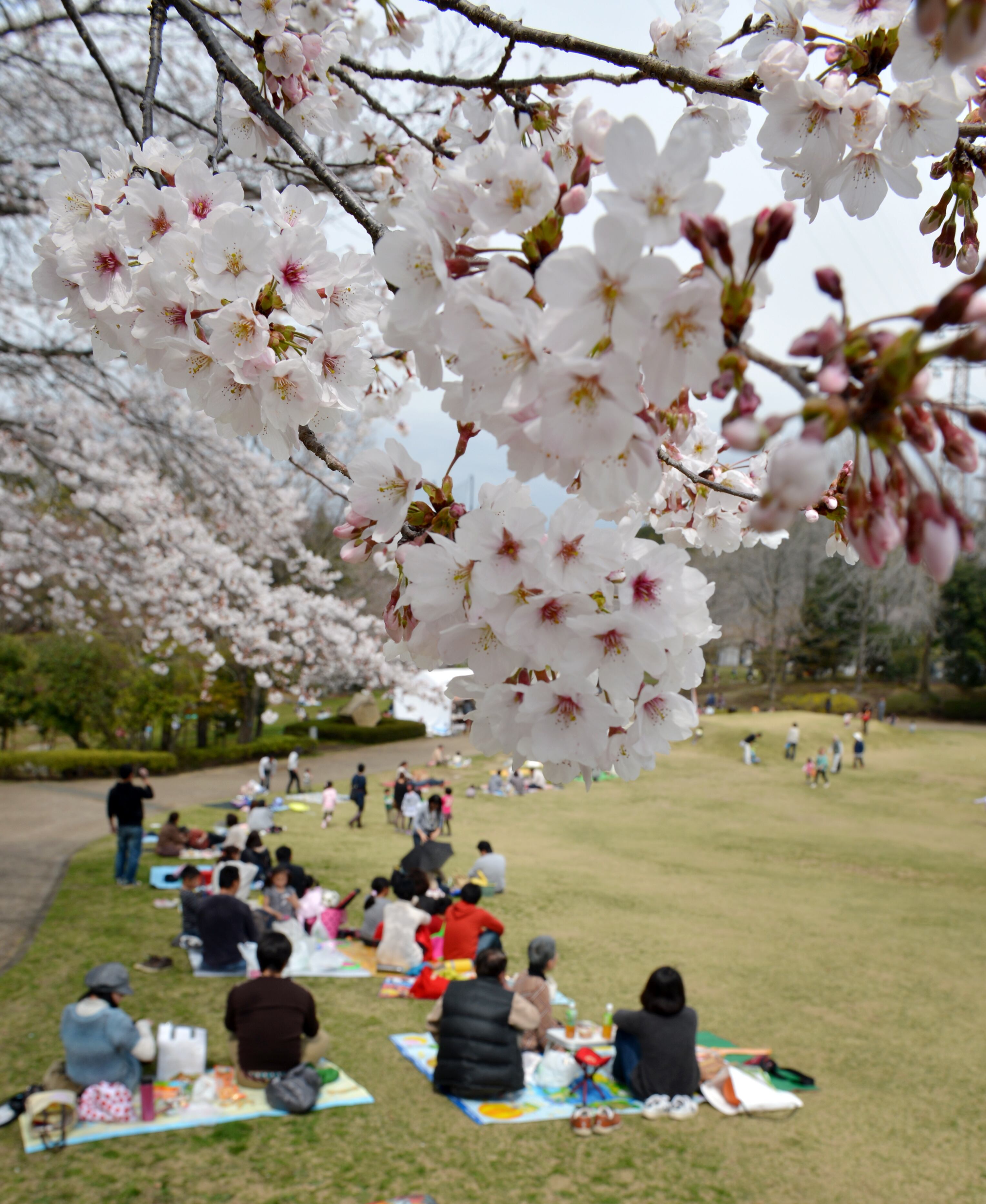 Japoneses relaxam sob cerejeiras repletas de flores em Fujinomiya, a 160 km de Tóquio. As famosas flores desabrocharam na sexta-feira (22), bem antes do previsto