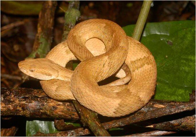 Que lugar, né? Você tem medo de cobras?